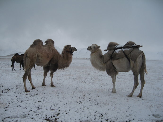 (慕士塔格峰下的骆驼闲散地在雪地里溜达 )